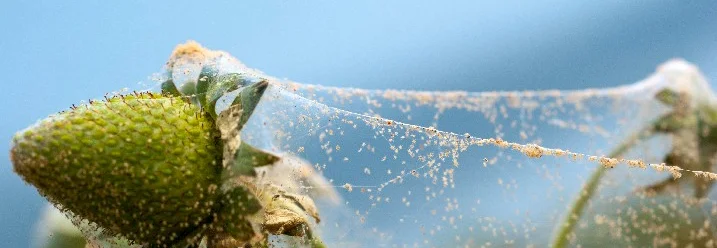 Erdbeere mit Spinnmilben